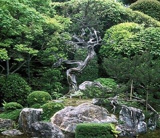trees.konchi-in.jpg